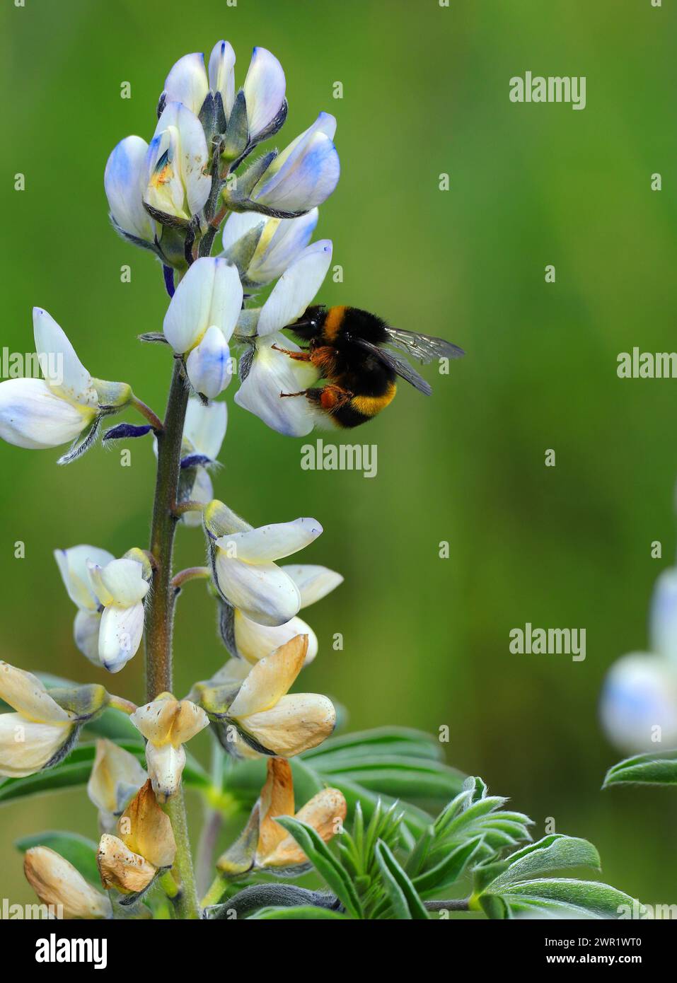 A bumble bee pollinates a wild white lupin flower - Lupinus albus. Fabaceae family. Oeiras, Portugal. Stock Photo