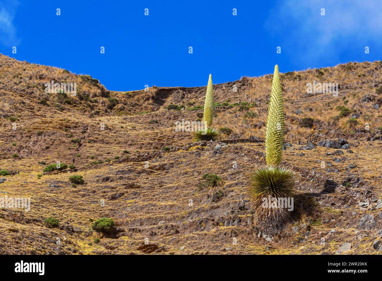 Puya Raimondii Plants high up in the Peruvian Andes, South America. Stock Photo