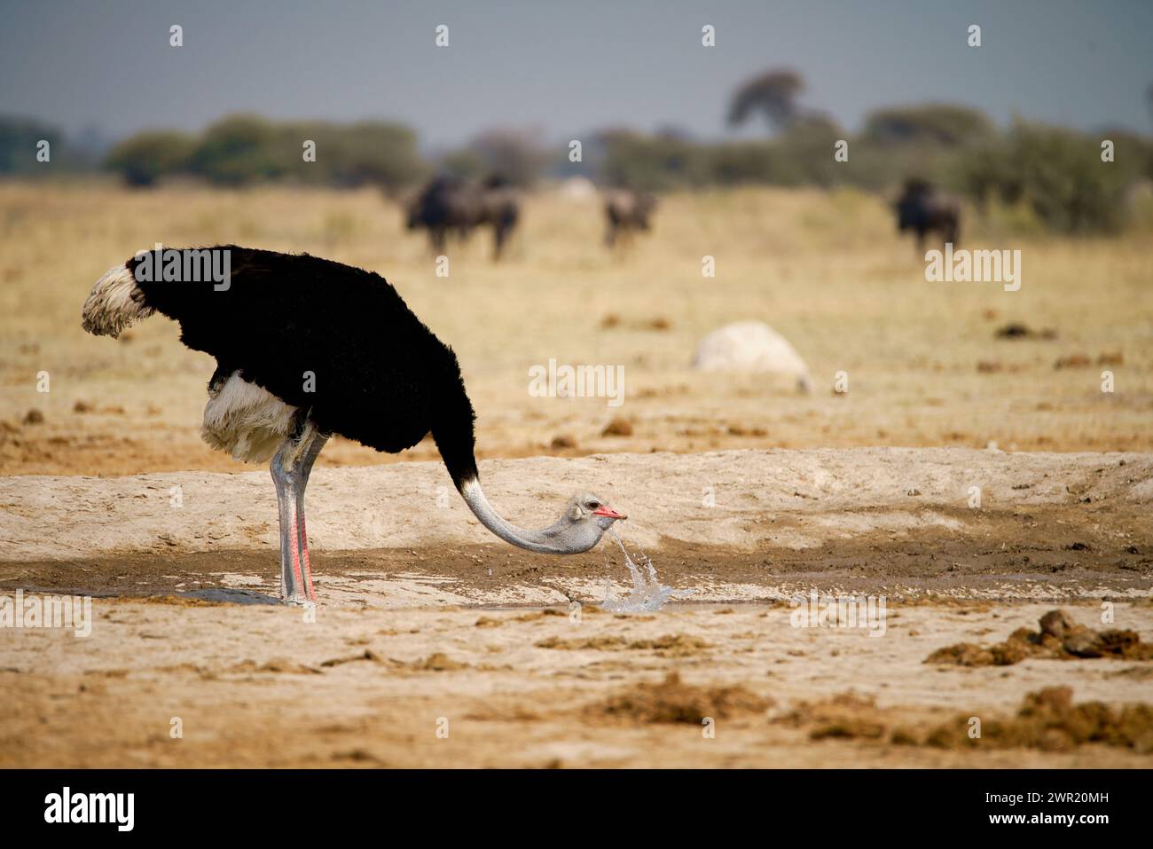 A male ostrich drinking at a waterhole on open savannah in Africa. Stock Photo