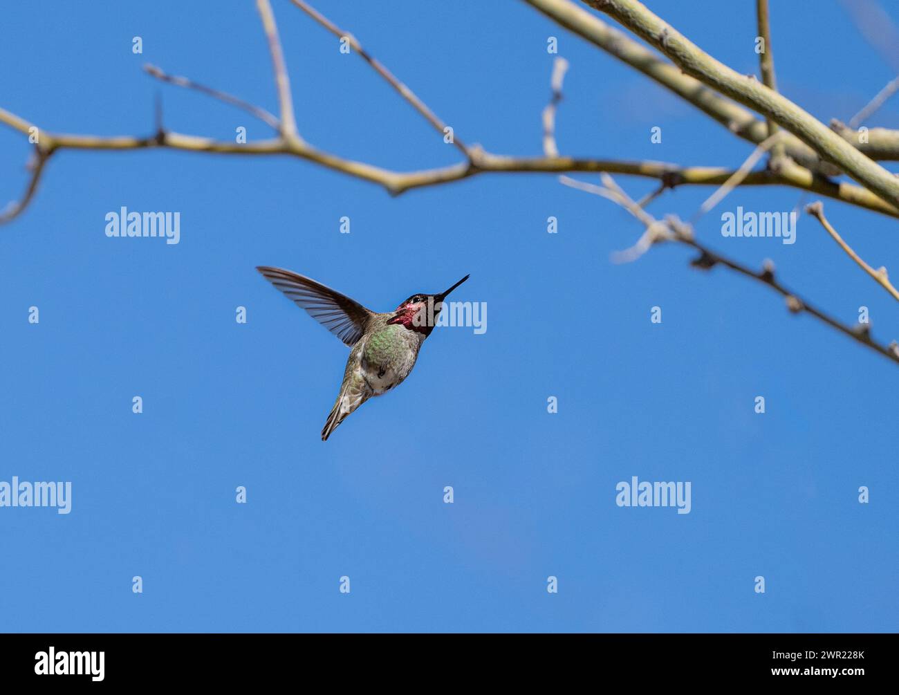 Male hummingbird flying up towards some branches Stock Photo