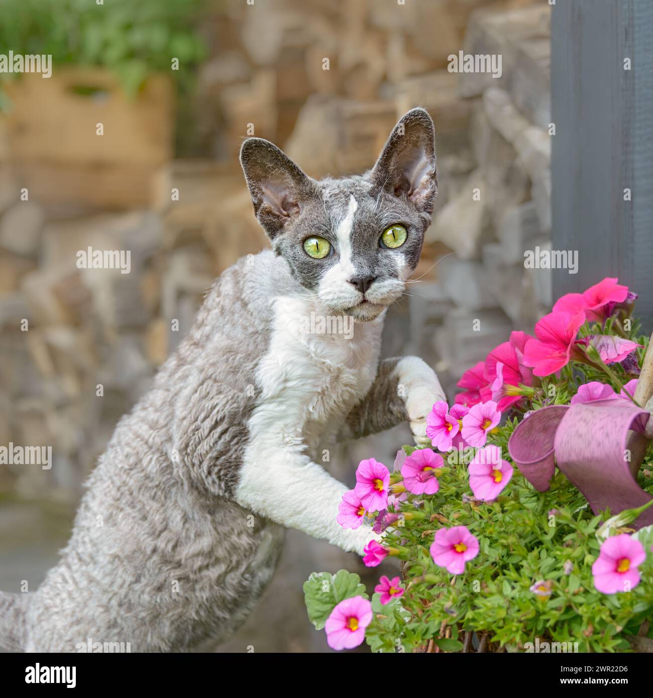 Devon Rex bicolor cat playing with pink flowers outside in a garden, looking curiously with wonderful colored eyes, Germany Stock Photo