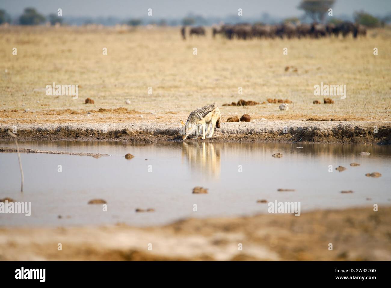 A black-backed jackal drinking from a water hole on the open plains in Africa with a herd of animals in the background. Stock Photo