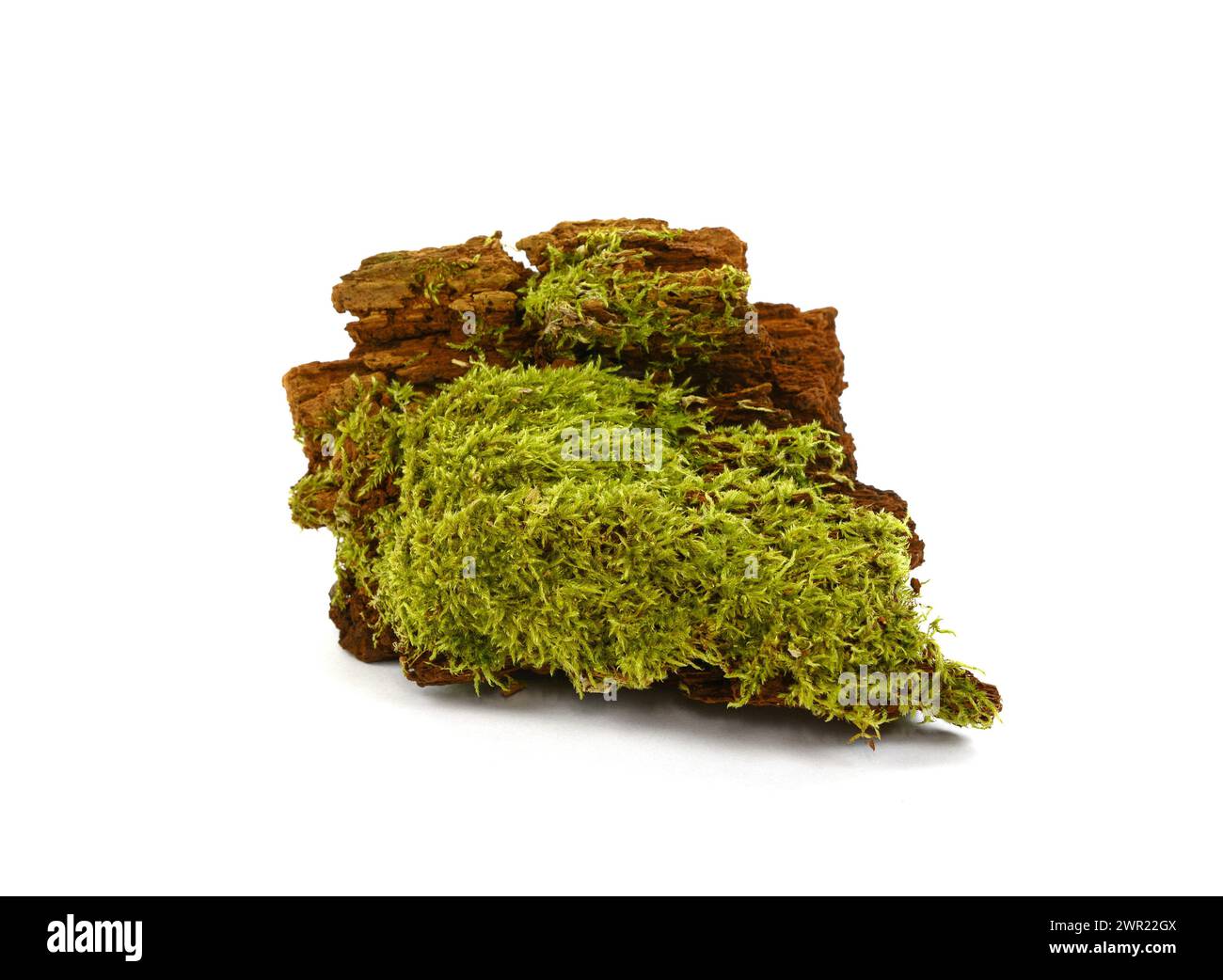 Green moss on rotten branch isolated on white. Green moss on tree bark
