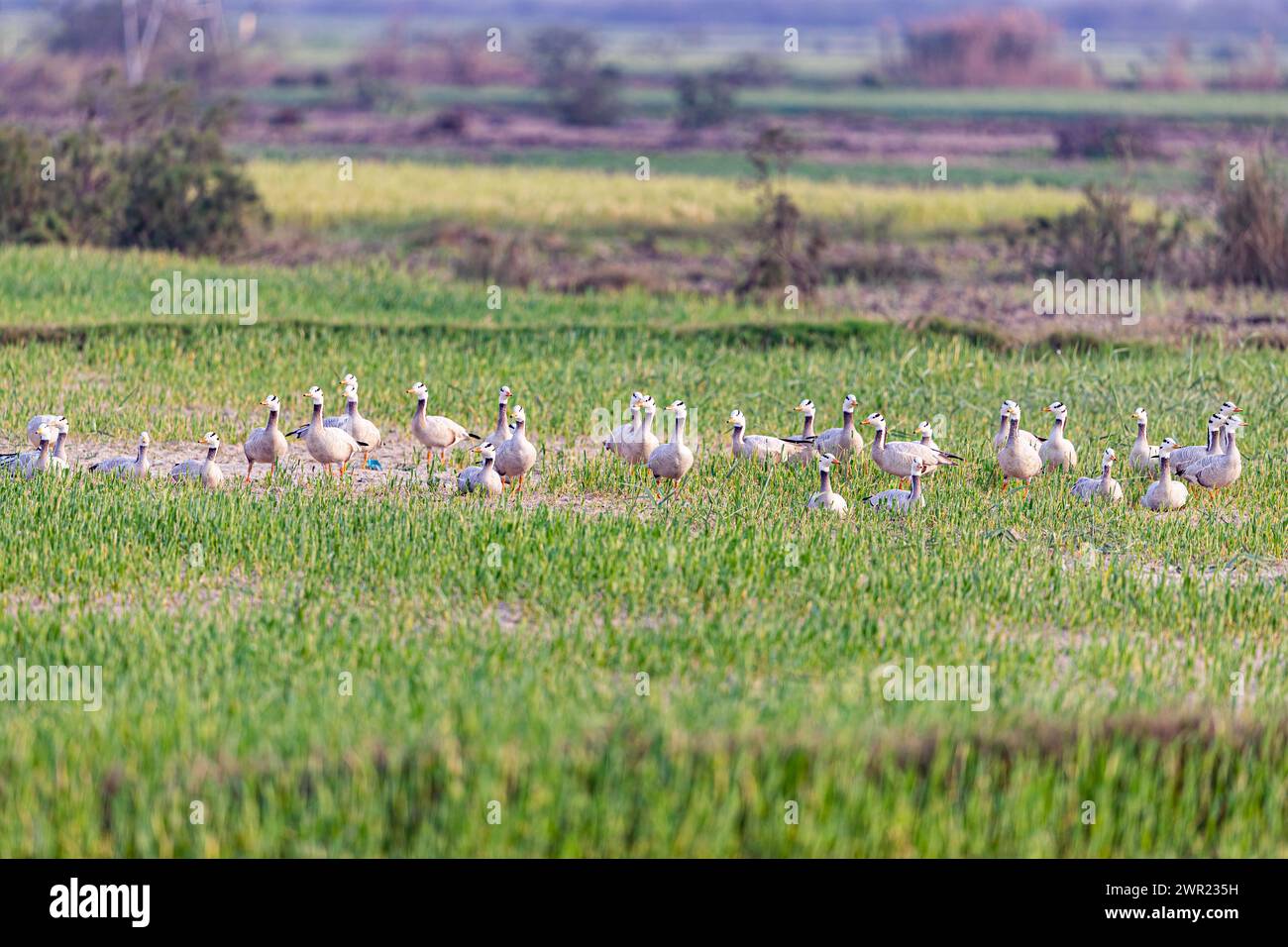 A field filled with Bar headed goose Stock Photo - Alamy