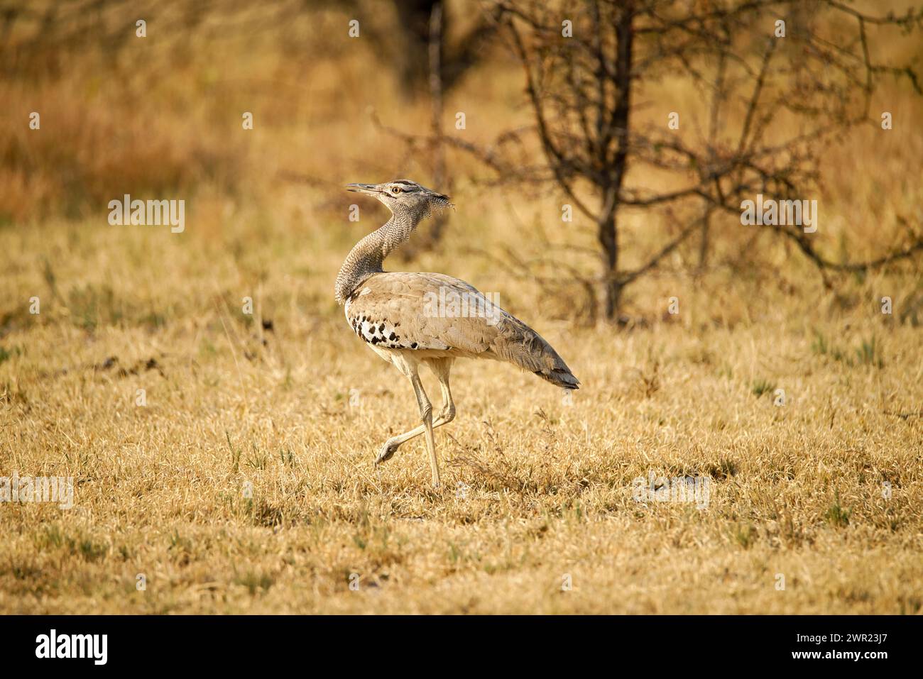 A Kori Bustard walking through short grasslands on the plains of Africa. Stock Photo