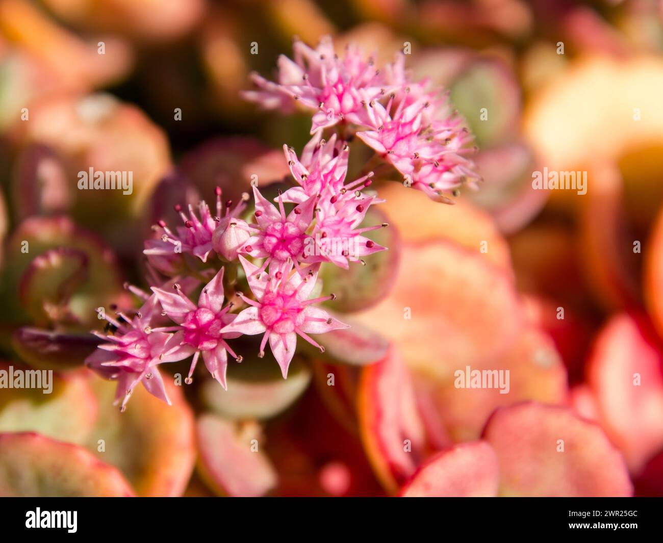 October stonecrop its scientific name is hylotelephium sieboldii stock