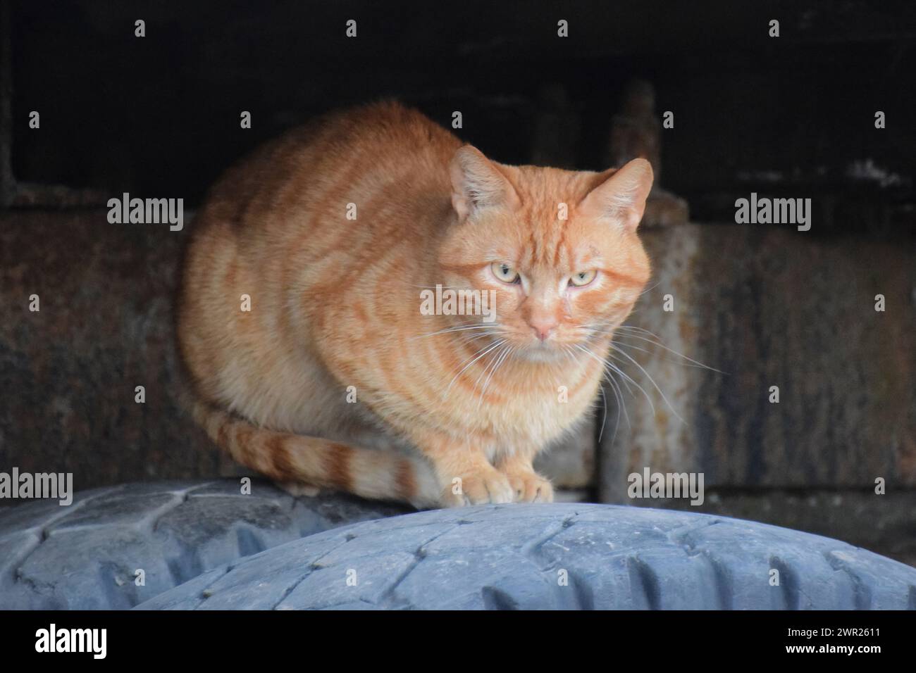 The red cat in cartoon style on white background Stock Photo - Alamy