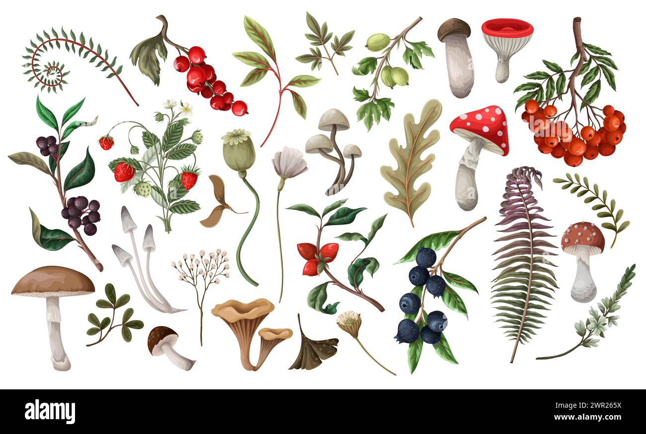 Autumn biggest set of mushrooms, berries, leaves, etc Stock Vector ...