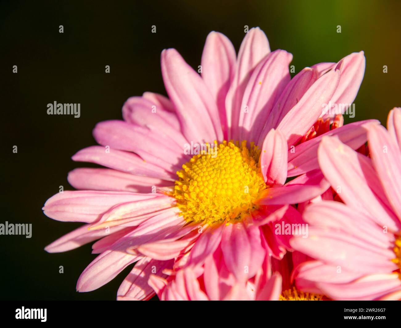 Painted daisy or pyrethrum, its scientific name is Tanacetum coccineum Stock Photo