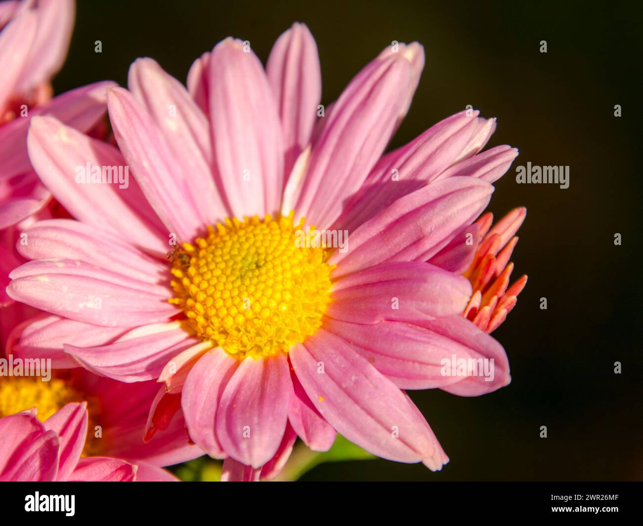 Painted daisy or pyrethrum, its scientific name is Tanacetum coccineum Stock Photo
