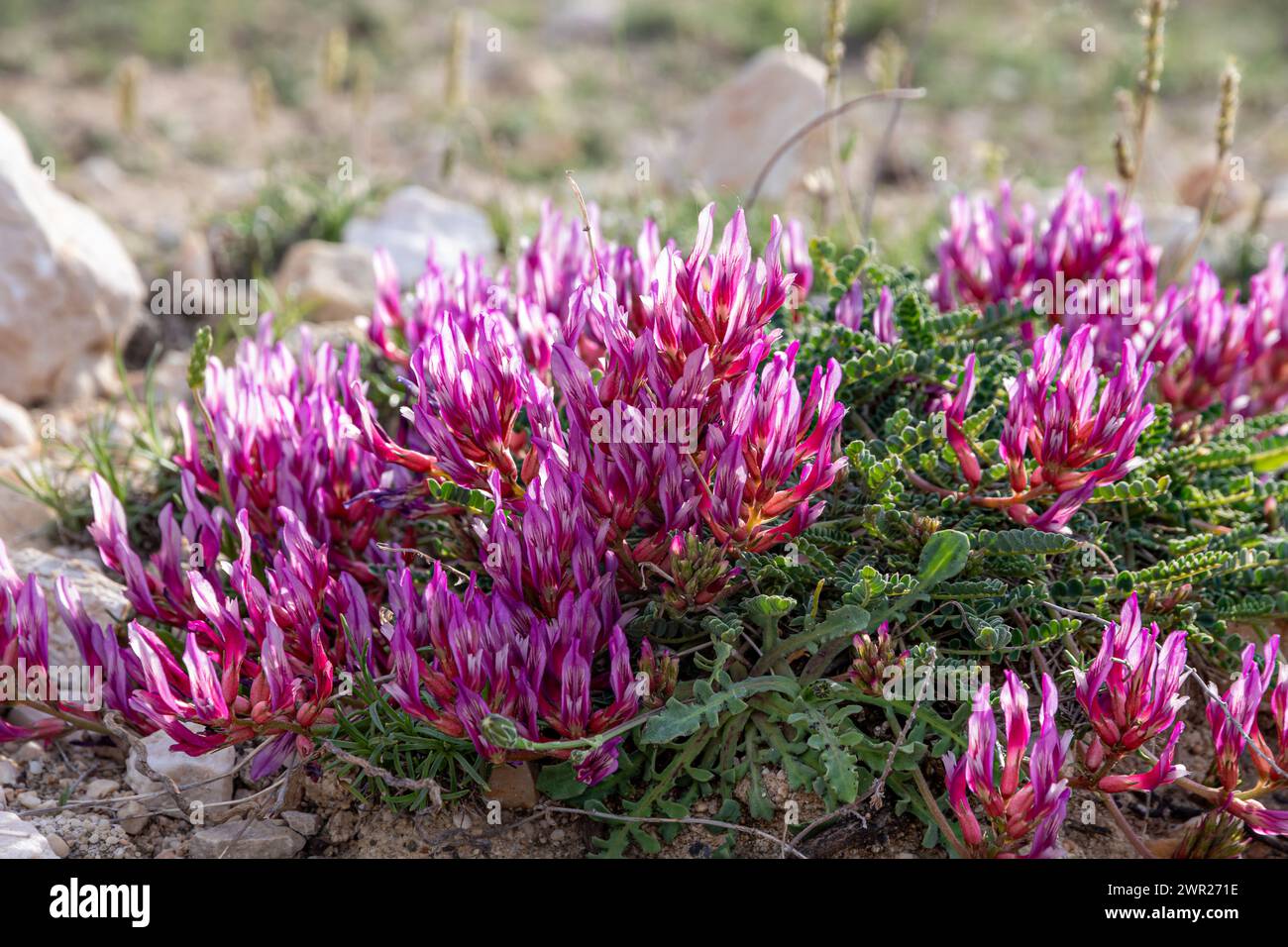 Beautiful pink flowers on a sunny May day in Croatia Stock Photo