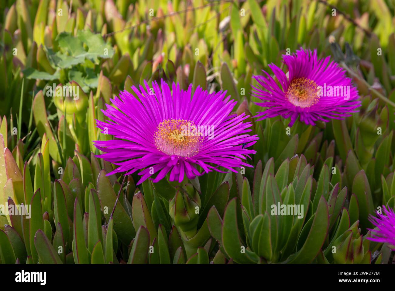 Beautiful pink flowers on a sunny May day in Croatia Stock Photo