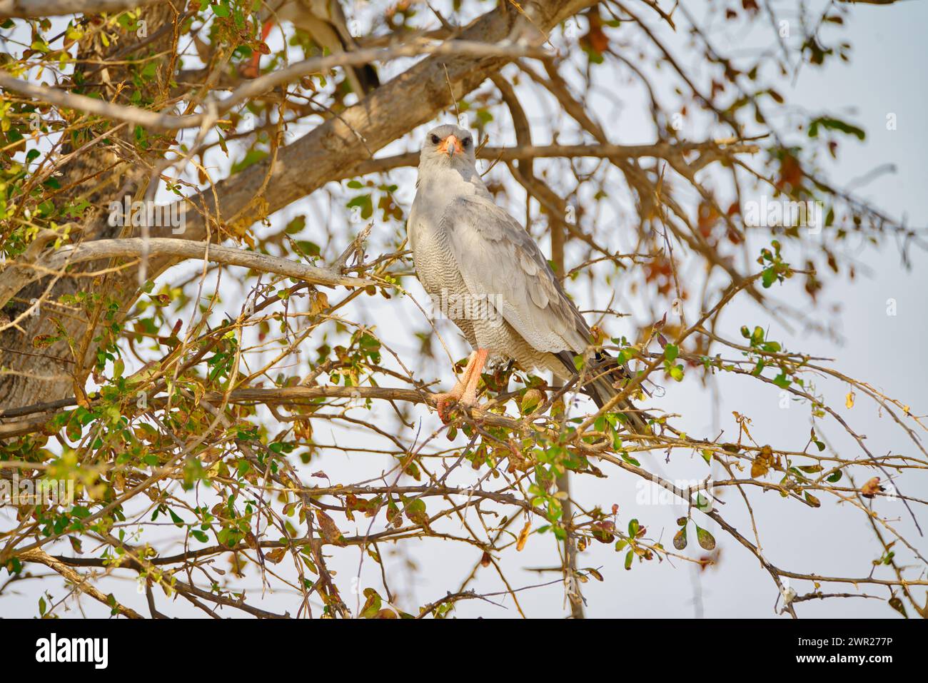 A pale chanting goshawk sitting in a tree on the open plains of Africa looking out for food. Stock Photo