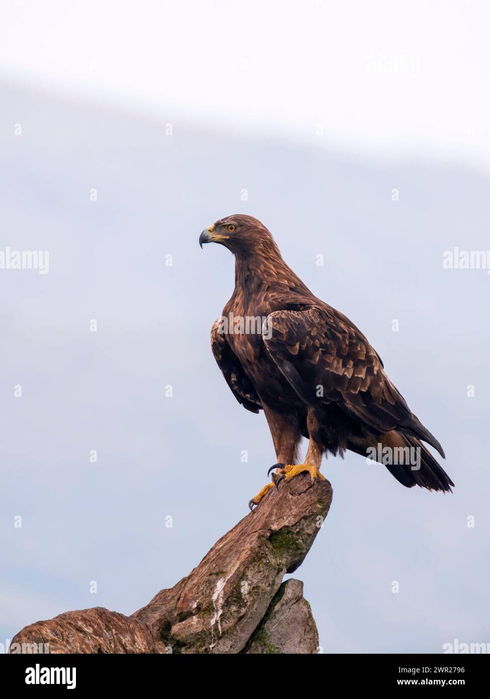 Golden eagle looking around in hi-res stock photography and images - Alamy