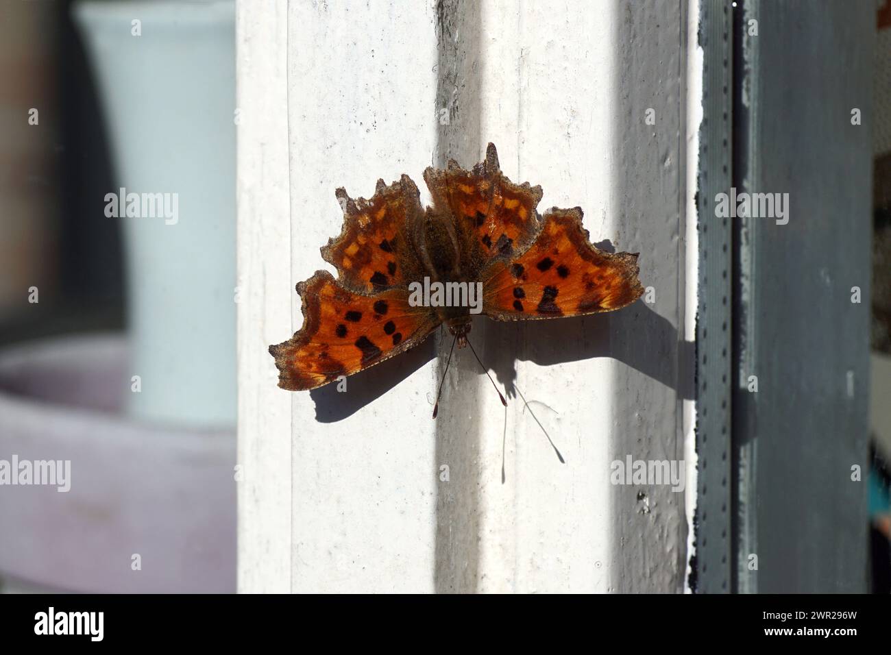 Comma (Polygonia c album), family Nymphalidae. Just woke up from hibernation. Sunbathing on a window frame in spring. March, Netherlands Stock Photo