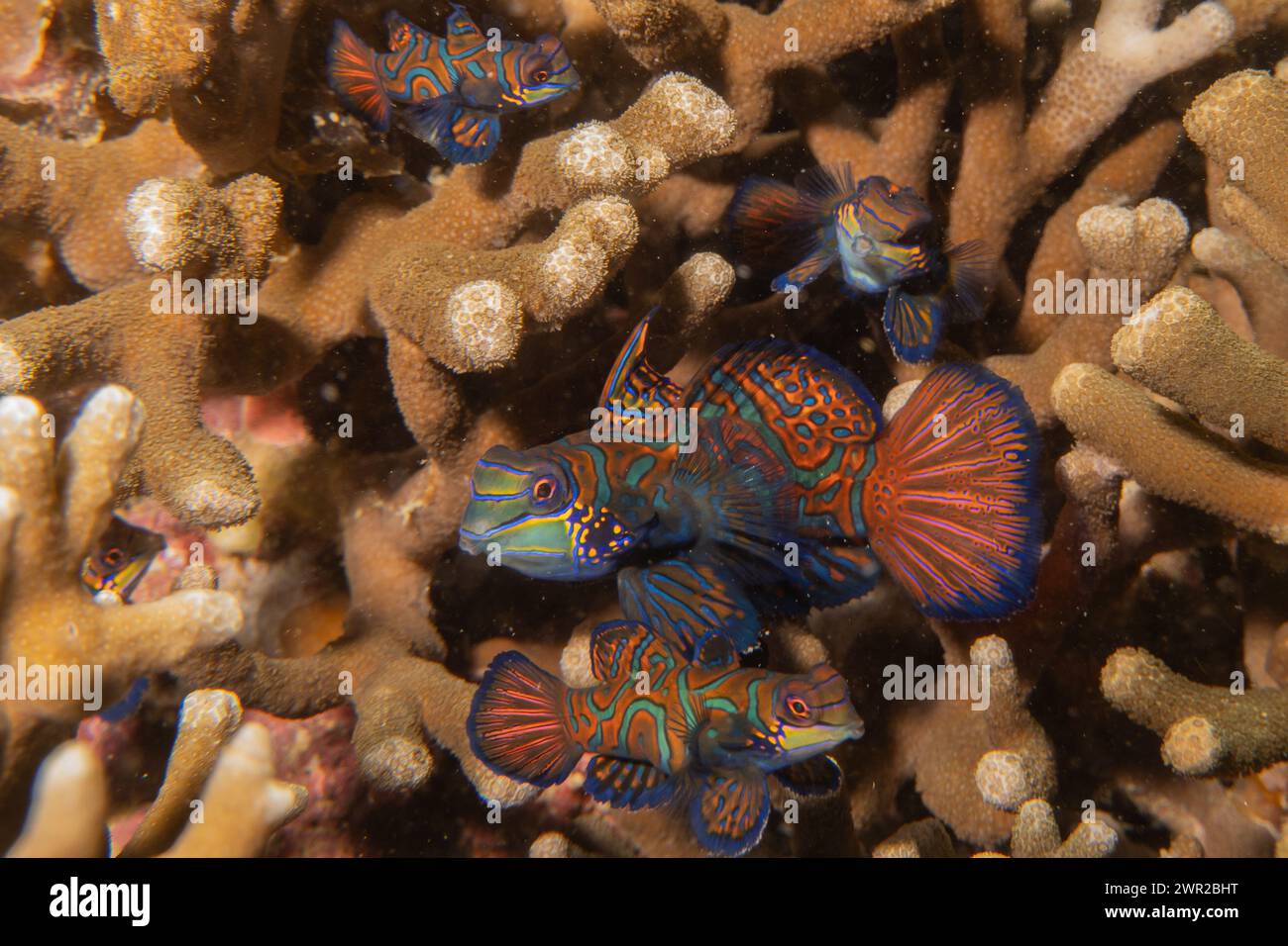 Mandarin fish swim in the Sea of the Philippines Stock Photo