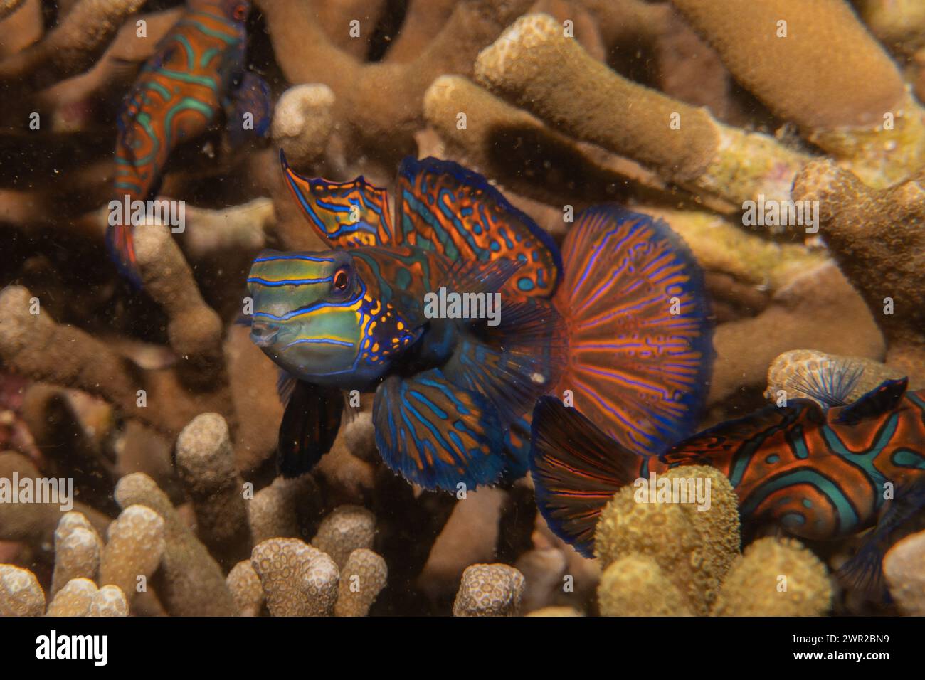 Fish In Ph Mandarin fish swim in the Sea of the Philippines Stock Photo - Alamy