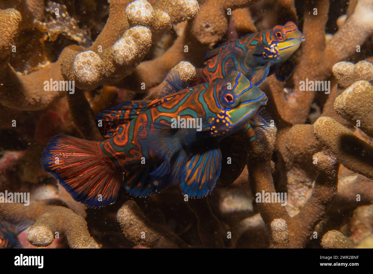 Fish In Ph Mandarin fish swim in the Sea of the Philippines Stock Photo - Alamy