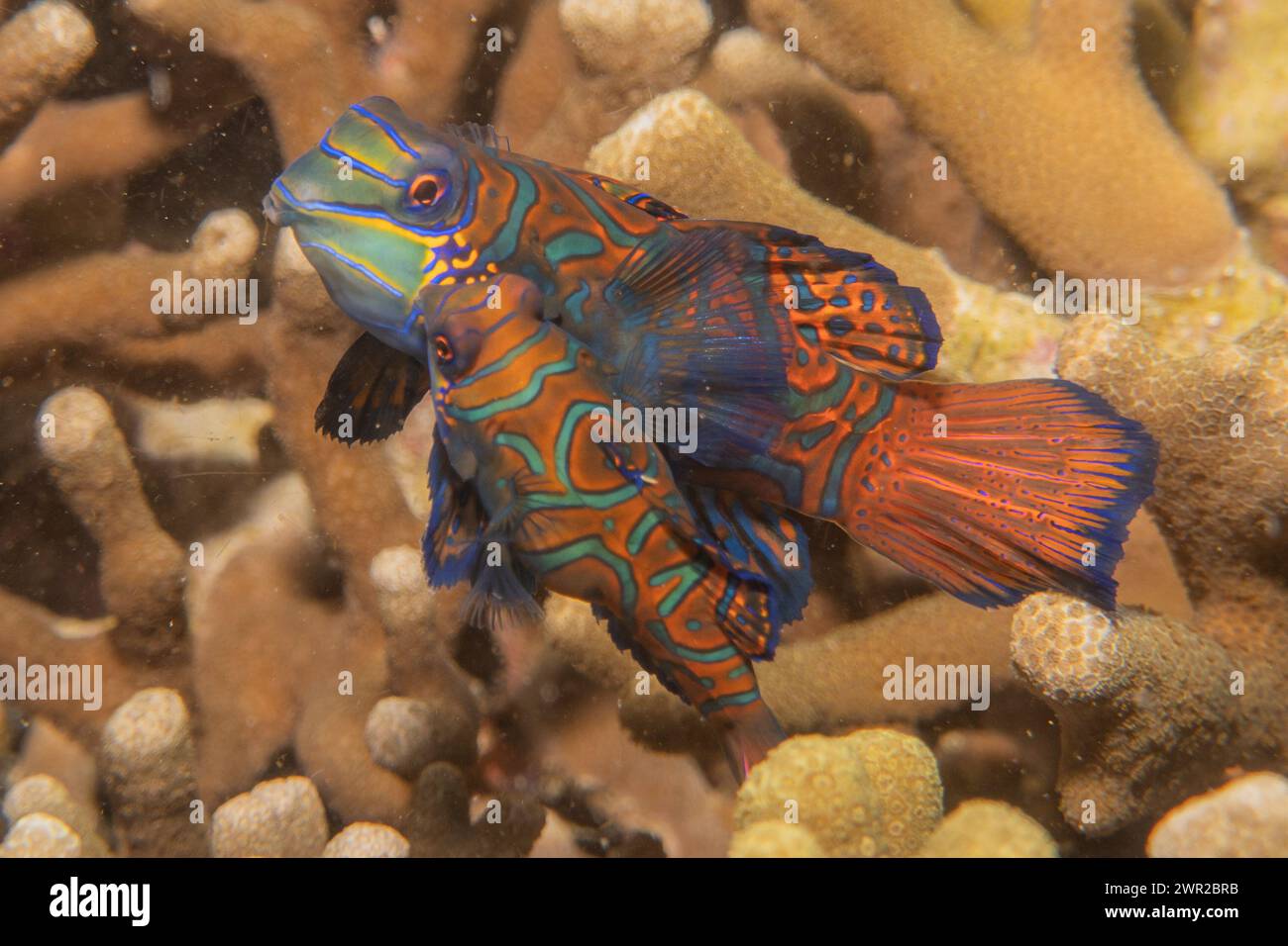 Fish In Ph Mandarin fish swim in the Sea of the Philippines Stock Photo - Alamy