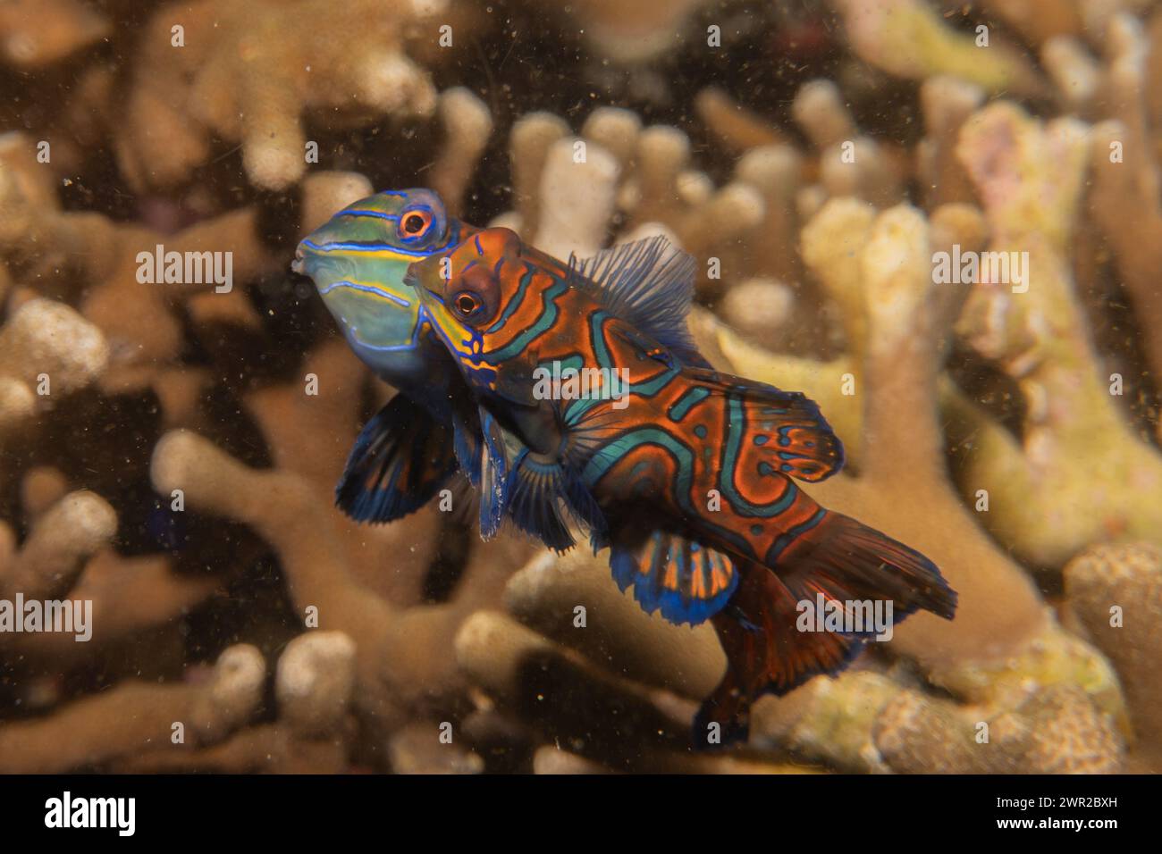 Mandarin fish swim in the Sea of the Philippines Stock Photo