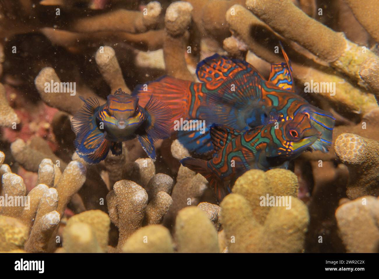 Fish In Ph Mandarin fish swim in the Sea of the Philippines Stock Photo - Alamy