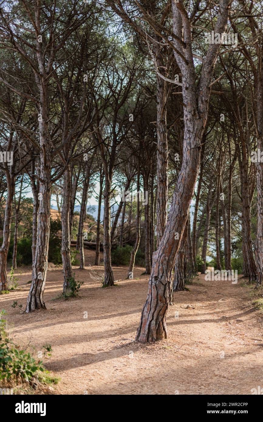 Coastal pine tree hires stock photography and images Alamy