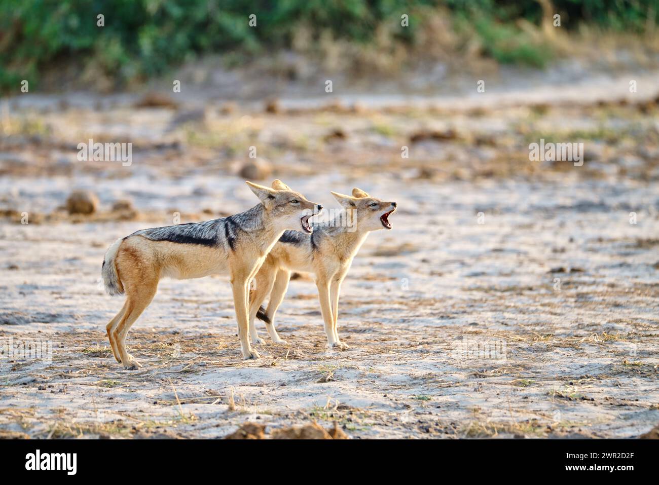 What does south africa look like hires stock photography and images