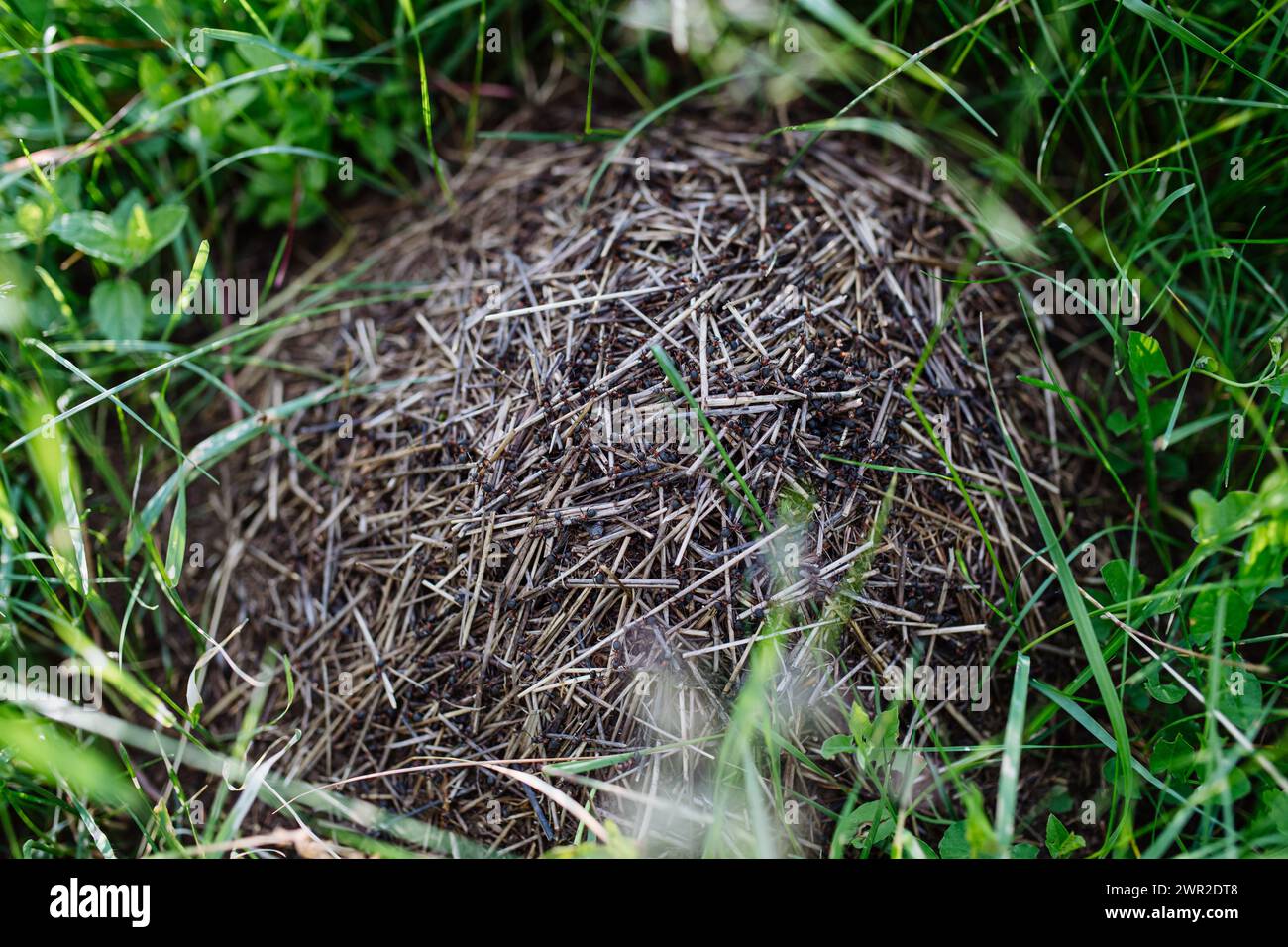 Natural anthill with ants close-up in the middle of meadow. Stock Photo