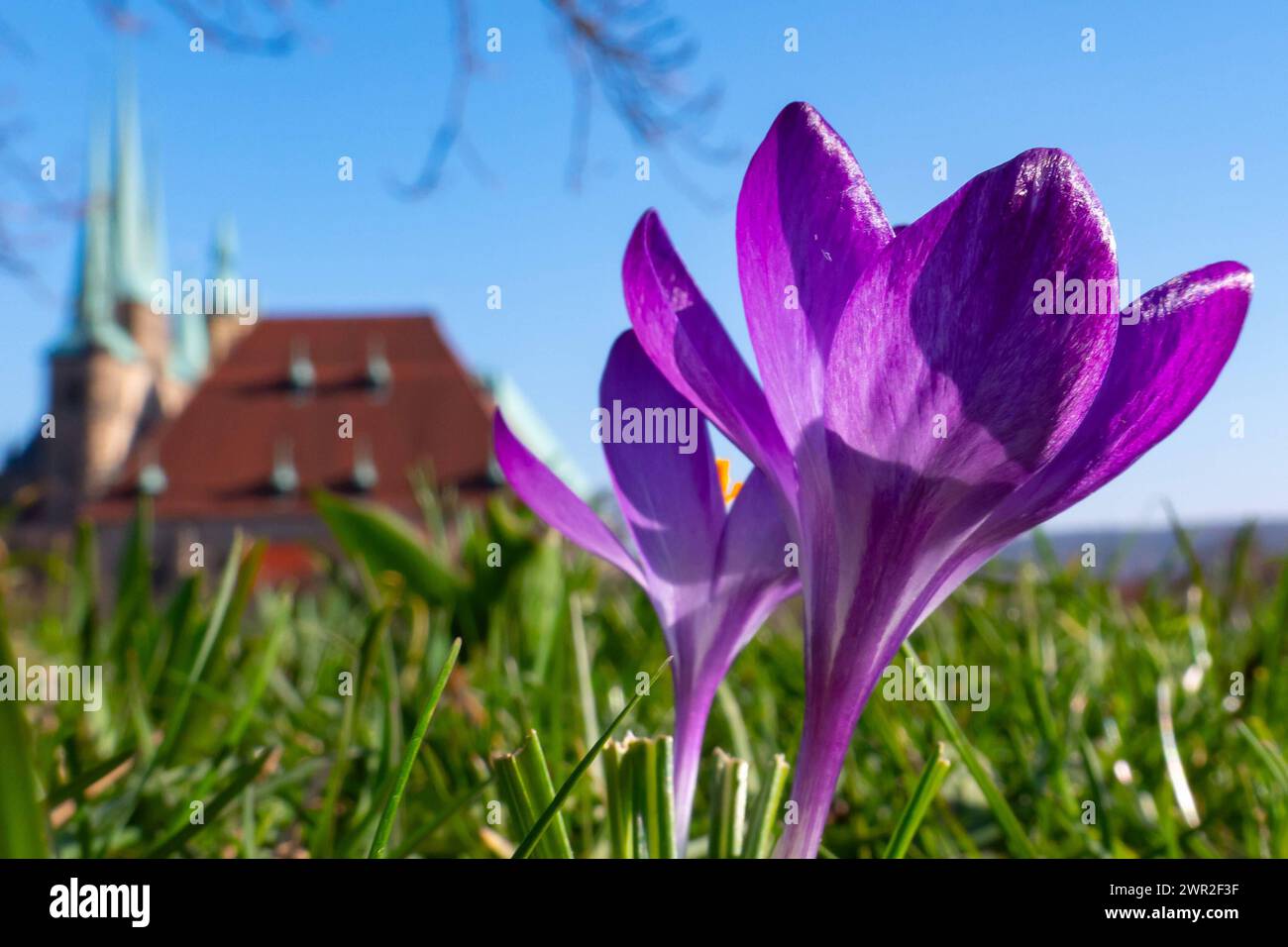 Krokusse bluehen am 09.03.2024 vor der Kulisse des Mariendoms und der St. Severi Kirche auf dem Gelaende der Festung Petersberg in Erfurt. Crocuses bloom on March 9th, 2024 in front of the backdrop of St. Mary s Cathedral and St. Severi Church on the grounds of Petersberg Fortress in Erfurt. search: Deutschland Wetter Feature Wetterfeature Fruehling Fruehjahr Fruehblueher Fruehlingswetter Wetterbild Wetterfoto Wetterphoto Aussenaufnahme Stadtansichten Tourismus Spaziergang Symbol Symbolfoto Natur Erholung Sonne tanken Freizeit Freizeitaktivitaet Freizeitaktivitaeten draussen frische Luft aktiv Stock Photo