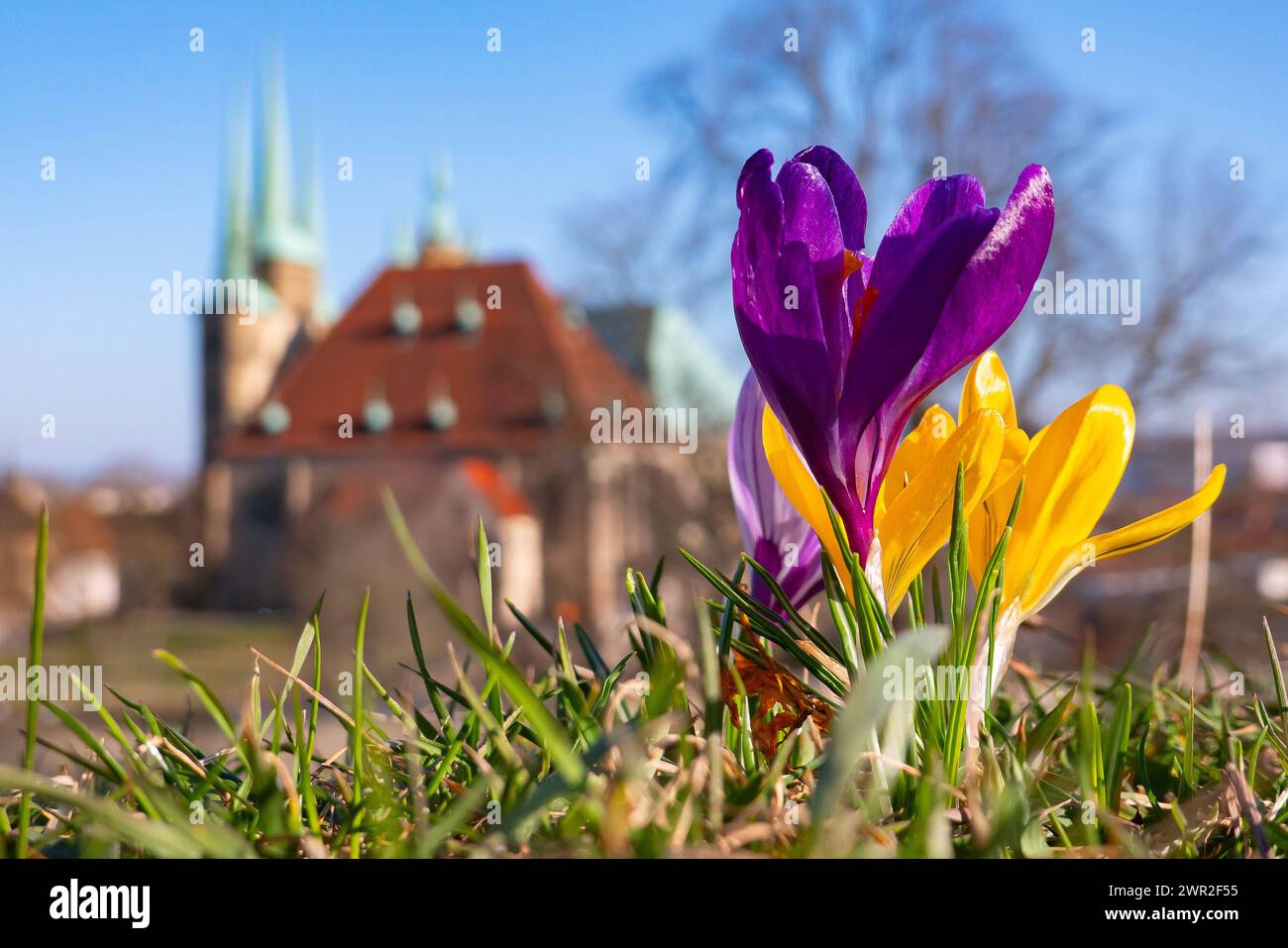 Krokusse bluehen am 09.03.2024 vor der Kulisse des Mariendoms und der St. Severi Kirche auf dem Gelaende der Festung Petersberg in Erfurt. Crocuses bloom on March 9th, 2024 in front of the backdrop of St. Mary s Cathedral and St. Severi Church on the grounds of Petersberg Fortress in Erfurt. search: Deutschland Wetter Feature Wetterfeature Fruehling Fruehjahr Fruehblueher Fruehlingswetter Wetterbild Wetterfoto Wetterphoto Aussenaufnahme Stadtansichten Tourismus Spaziergang Symbol Symbolfoto Natur Erholung Sonne tanken Freizeit Freizeitaktivitaet Freizeitaktivitaeten draussen frische Luft aktiv Stock Photo