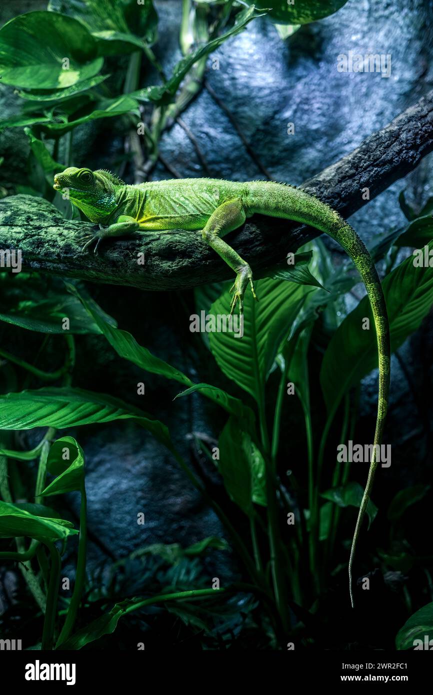 green iguana on a branch Stock Photo