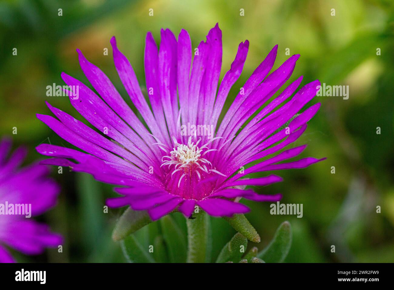 Lampranthus spectabilis flower Stock Photo