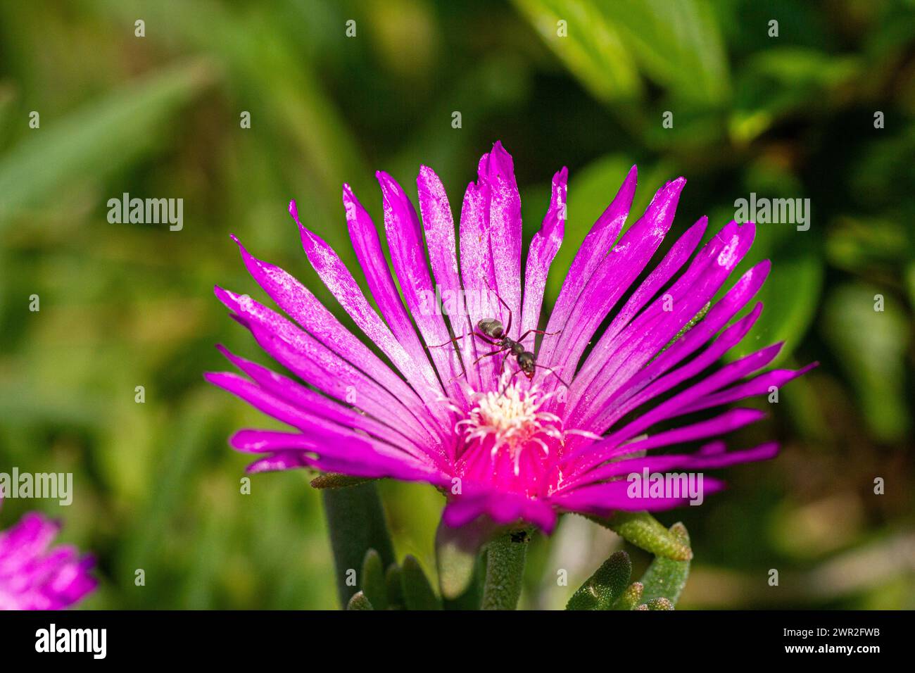 Lampranthus spectabilis flower Stock Photo