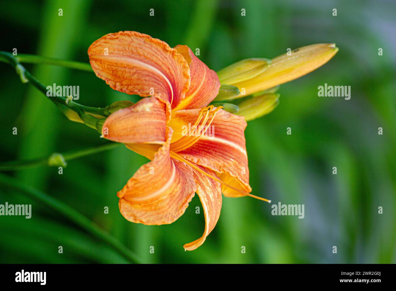 Hemerocallis fulva flower Stock Photo