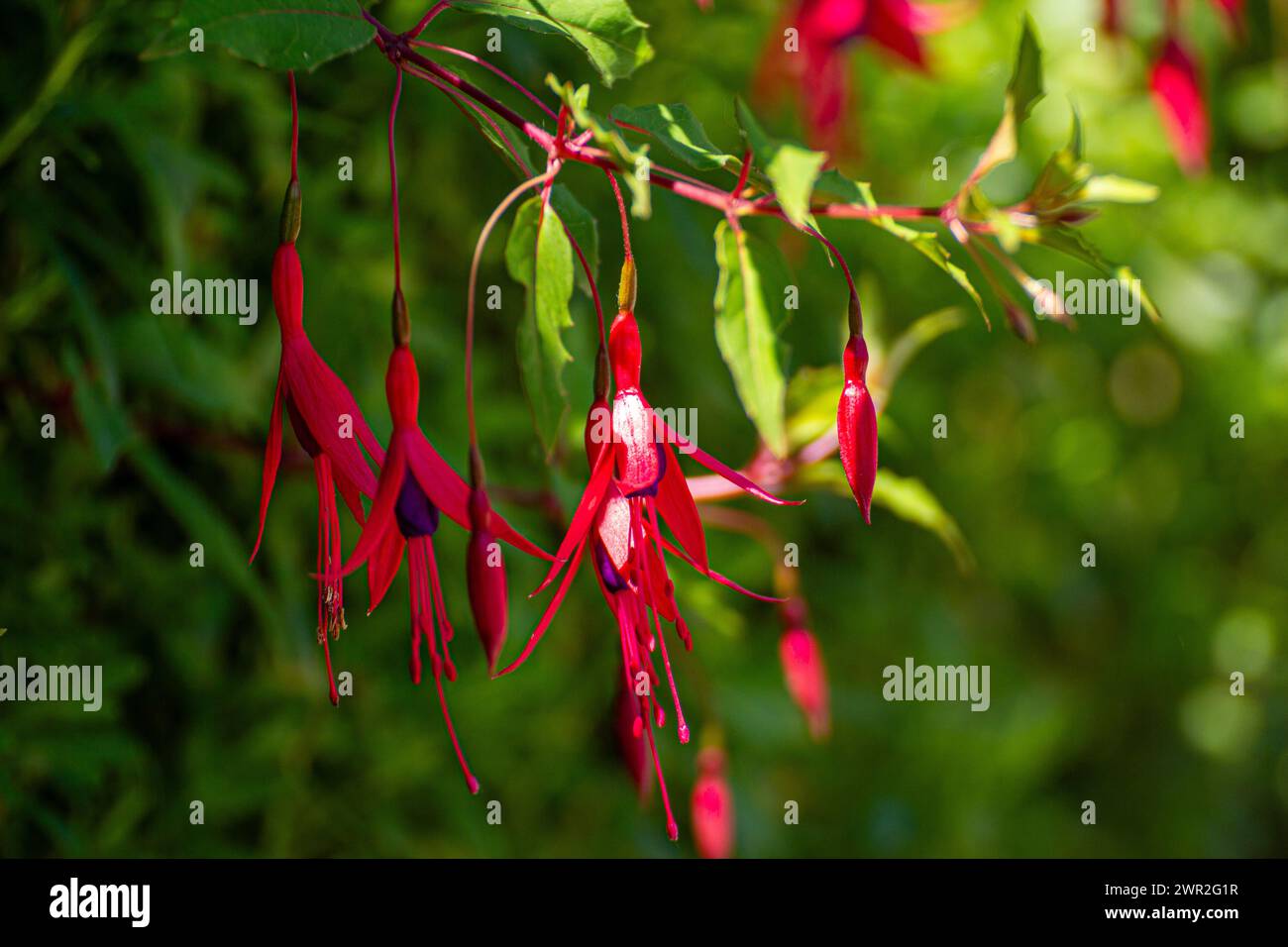 Fuchsia magellanica flowers Stock Photo