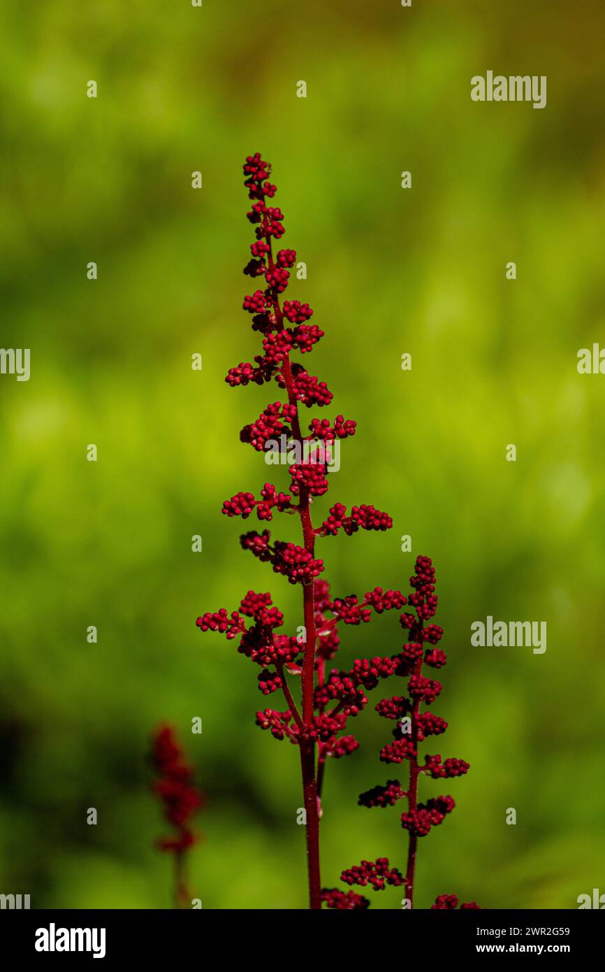 Red astilbe flower Stock Photo