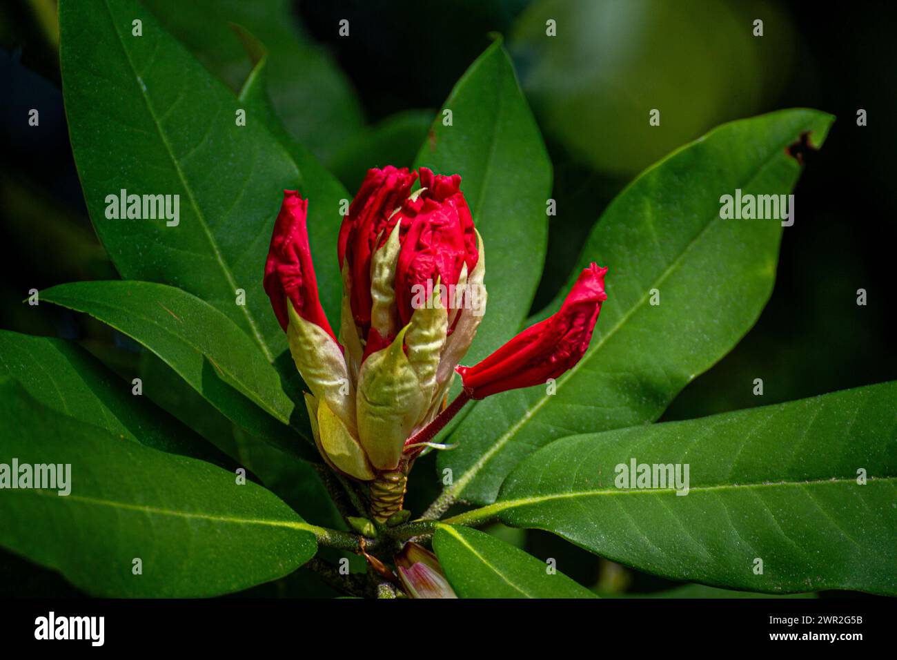 Rhododendron red flower Stock Photo