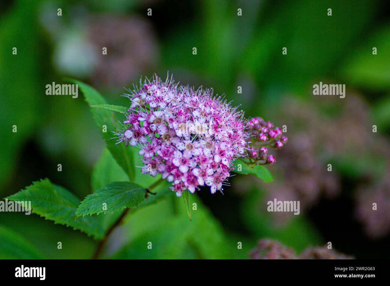 Spiraea japonica flower Stock Photo