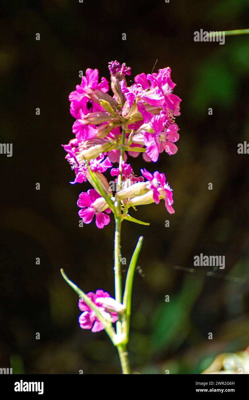 Viscaria vulgaris flower Stock Photo