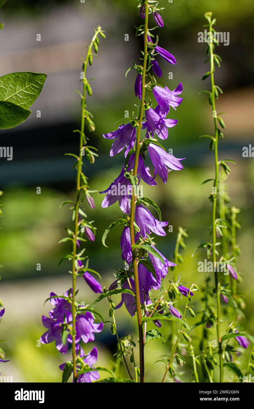 Campanula sibirica flower Stock Photo