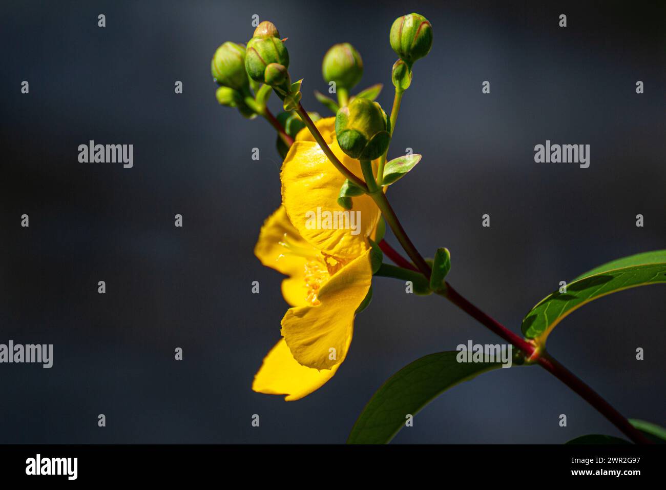 Hypericum calycinum yellow flower Stock Photo