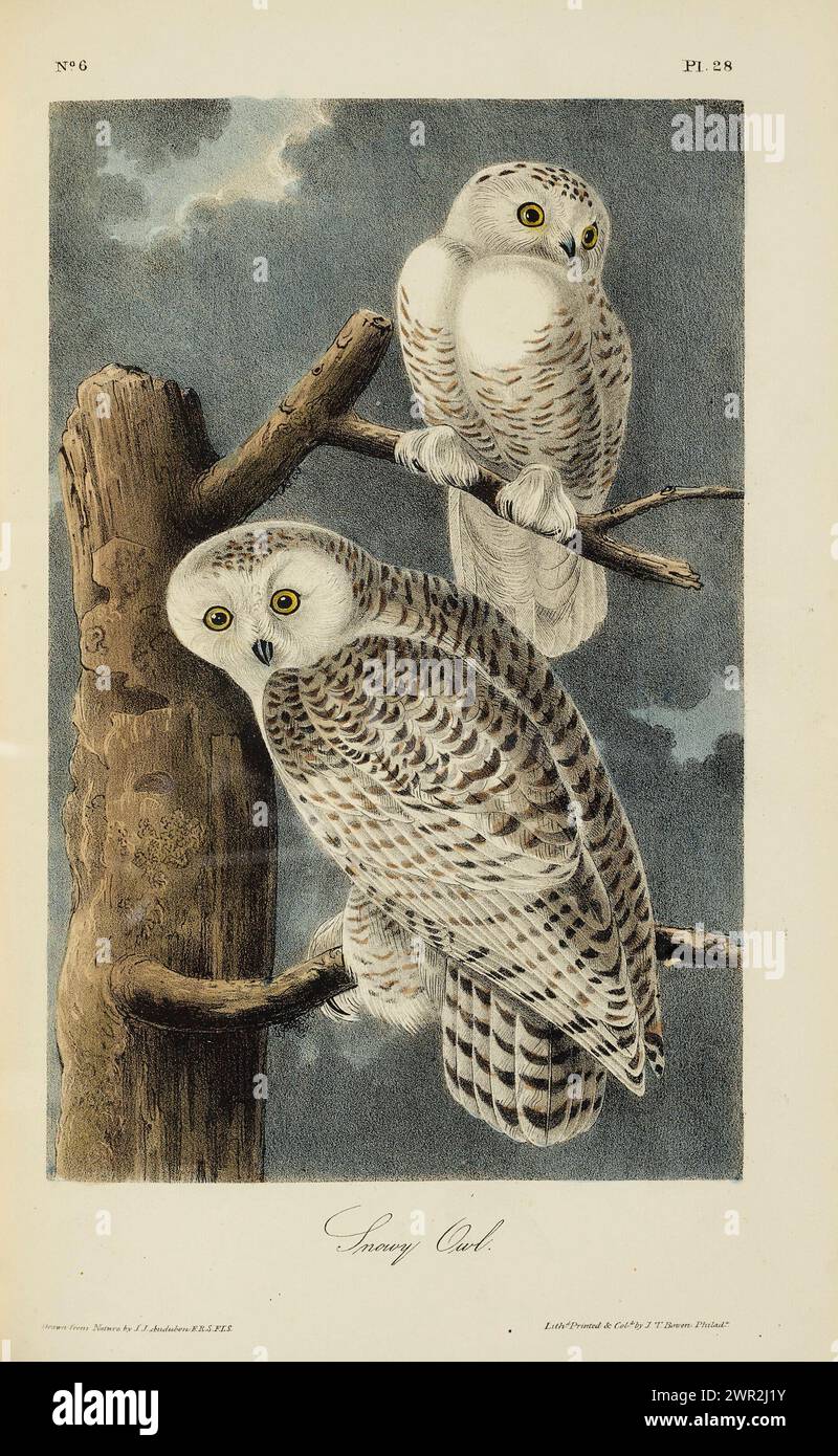 Snowy Owl by John James Audubon, print extracted from First octavo ...