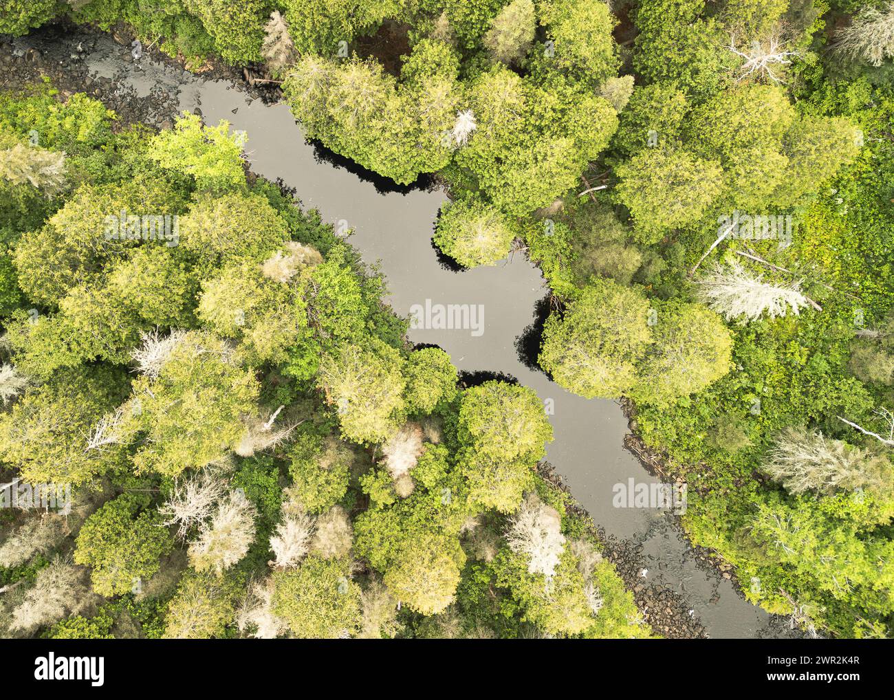 Aerial Image of a River Running diagonally through the Forest in a straight down view Stock Photo