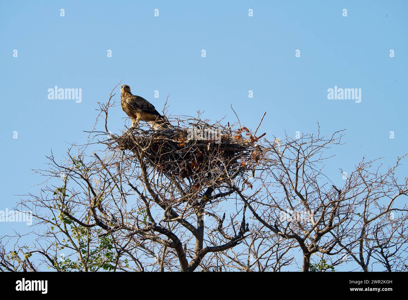 African Tawny eagle with its tree top nest of twigs Stock Photo