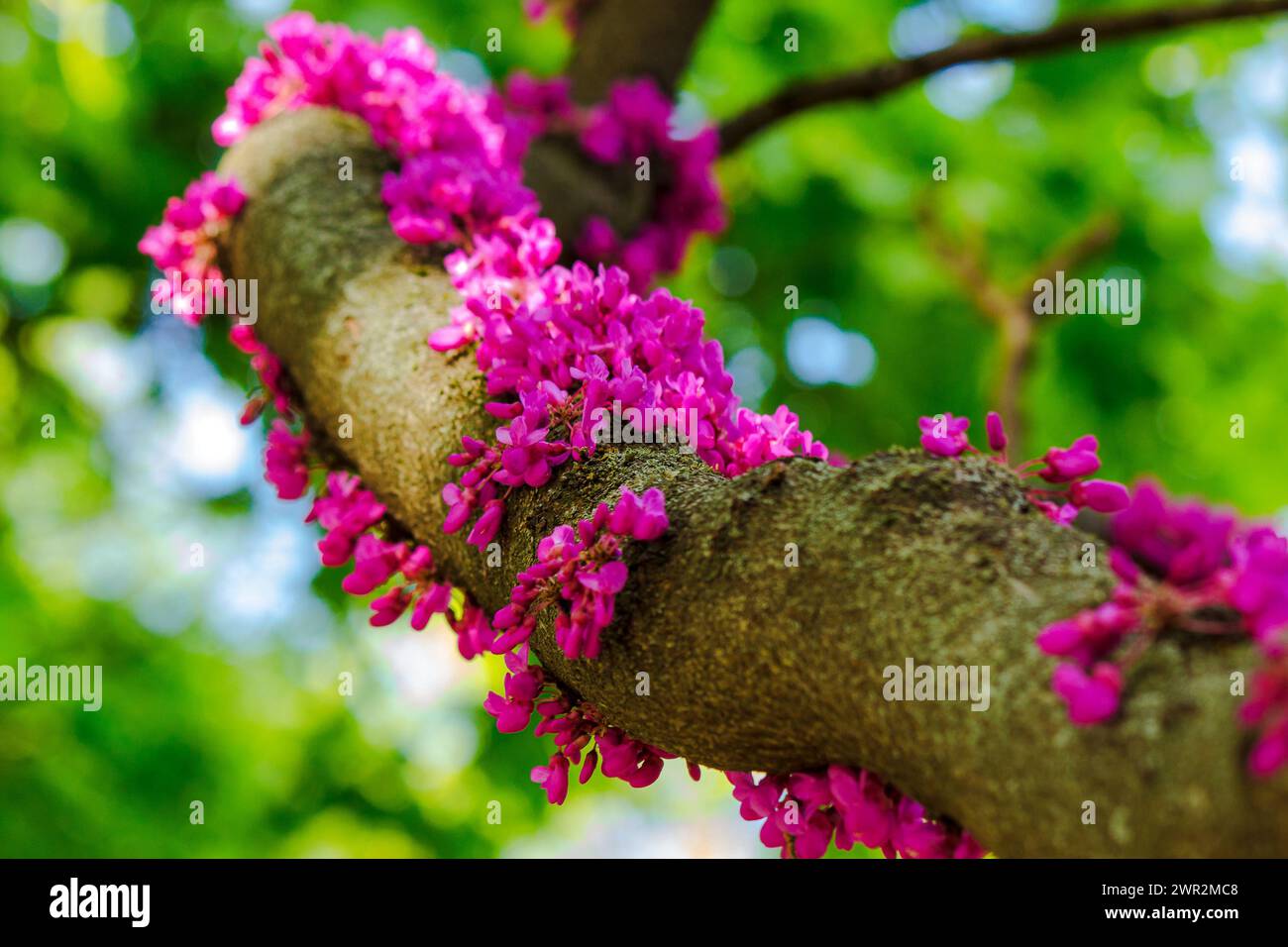 closeup of judas tree branch in pink blossom. beautiful nature background in spring Stock Photo