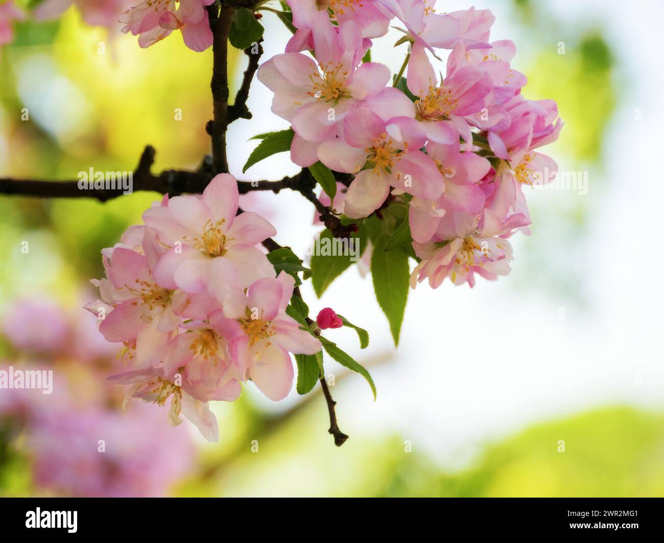 quince branch in blossom. closeup nature background in spring Stock Photo