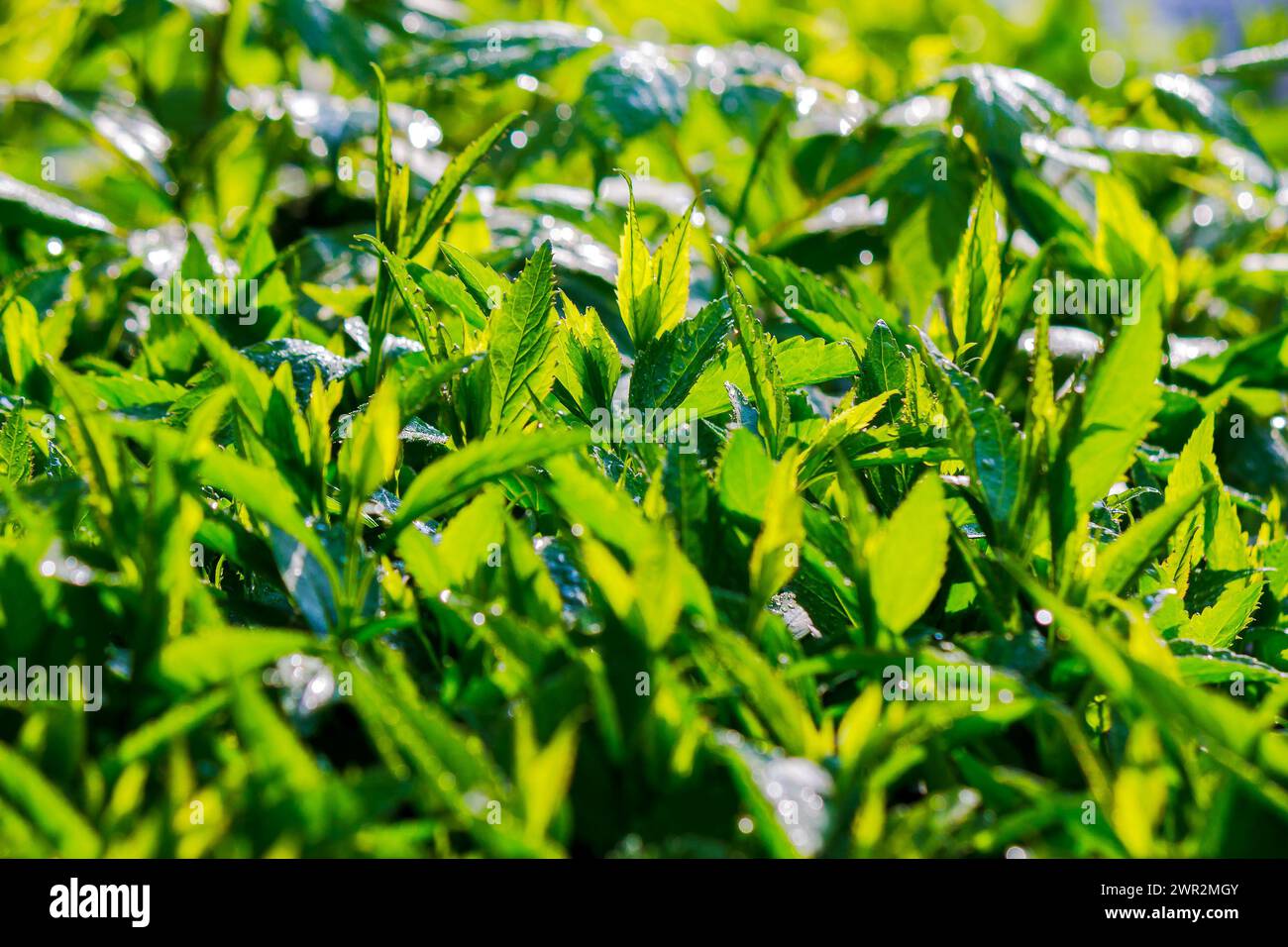 green leaves in water drops. fresh closeup nature background in spring Stock Photo