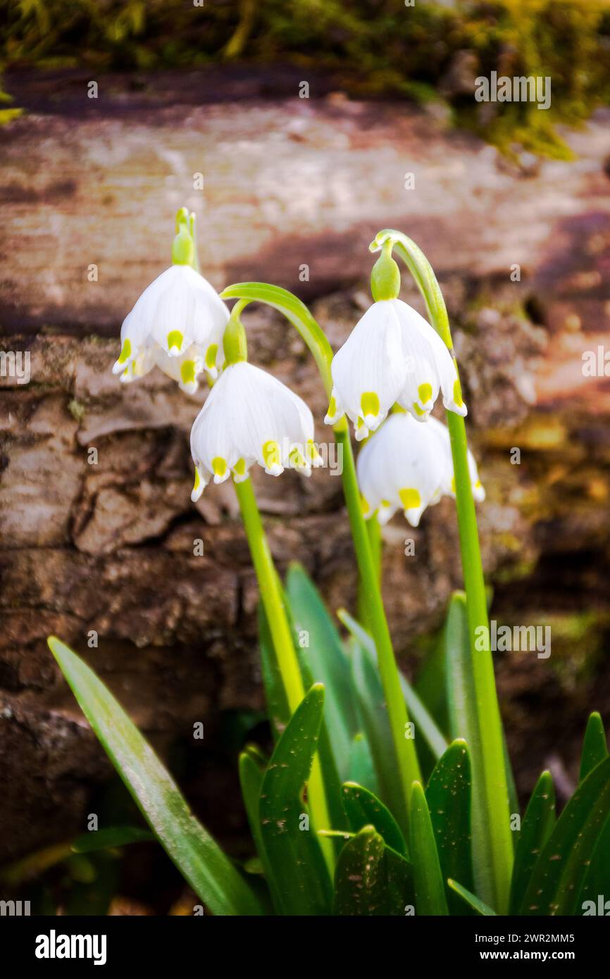 spring snowflake flowers in the forest. beautiful nature background on a sunny day in spring. log covered with moss on the background Stock Photo