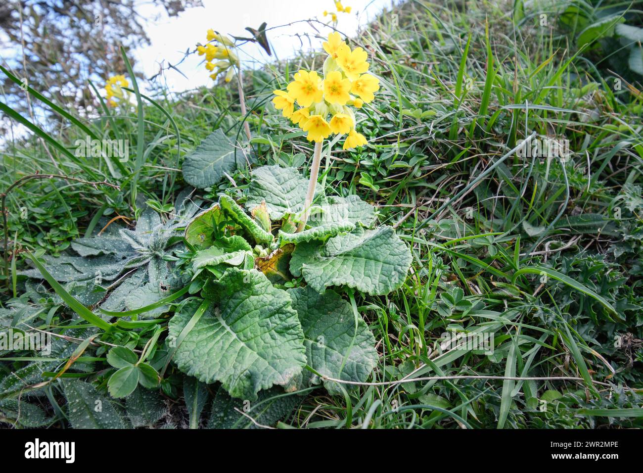 Closeup of oxlip in bloom Stock Photo