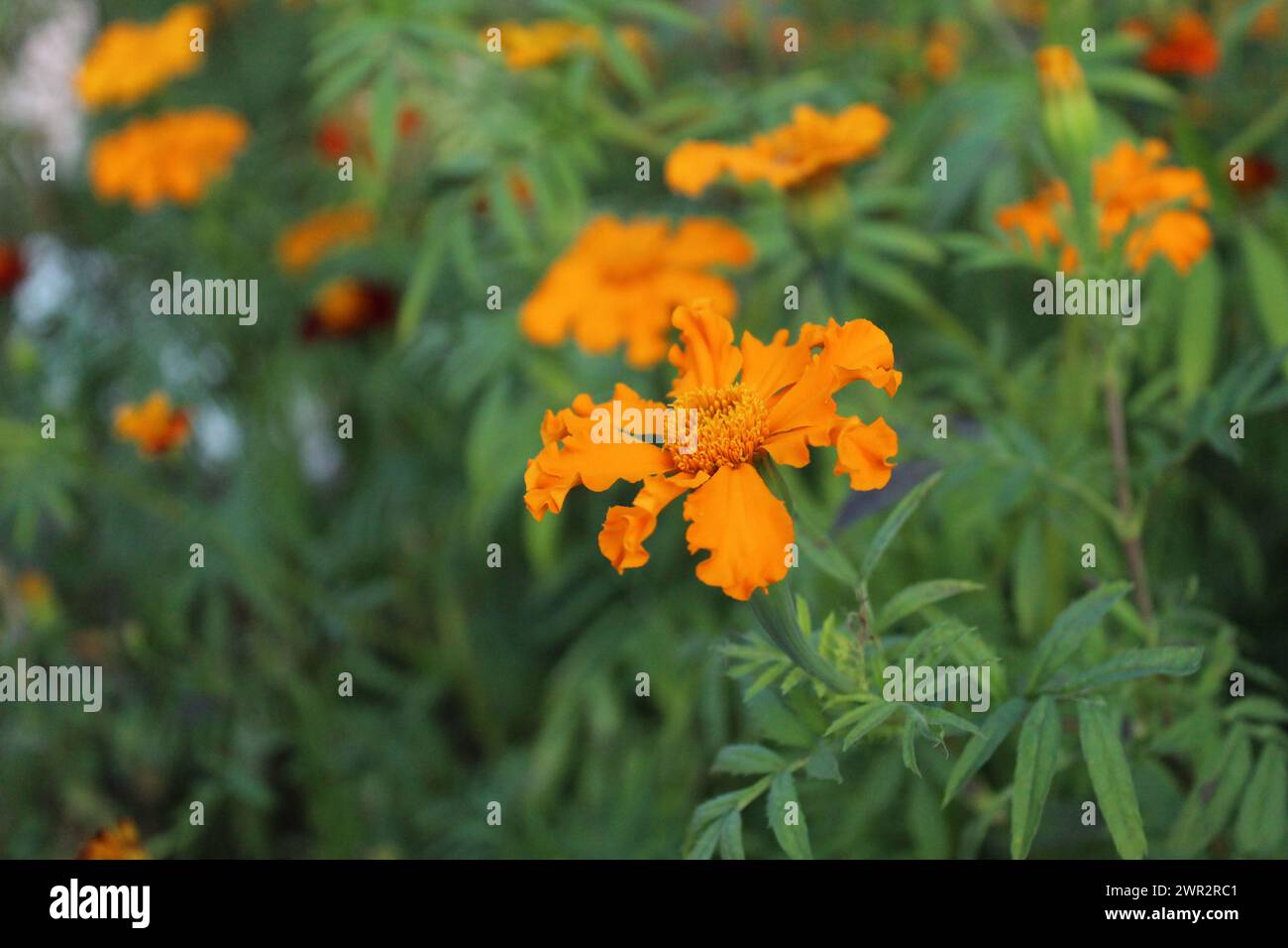 Wild marigold flower flower on green background. Summer Fragrant Flowers Stock Photo